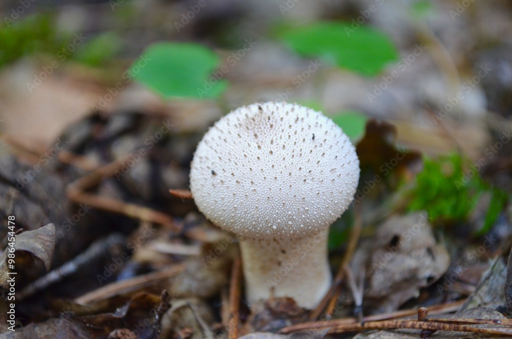 mushroom puffball mushroom puffball