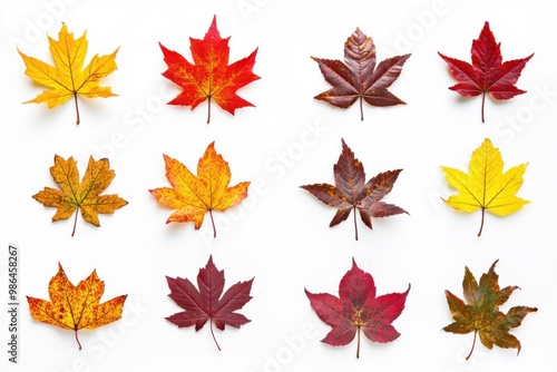 A display of colorful fall maple leaves positioned on a clean white surface