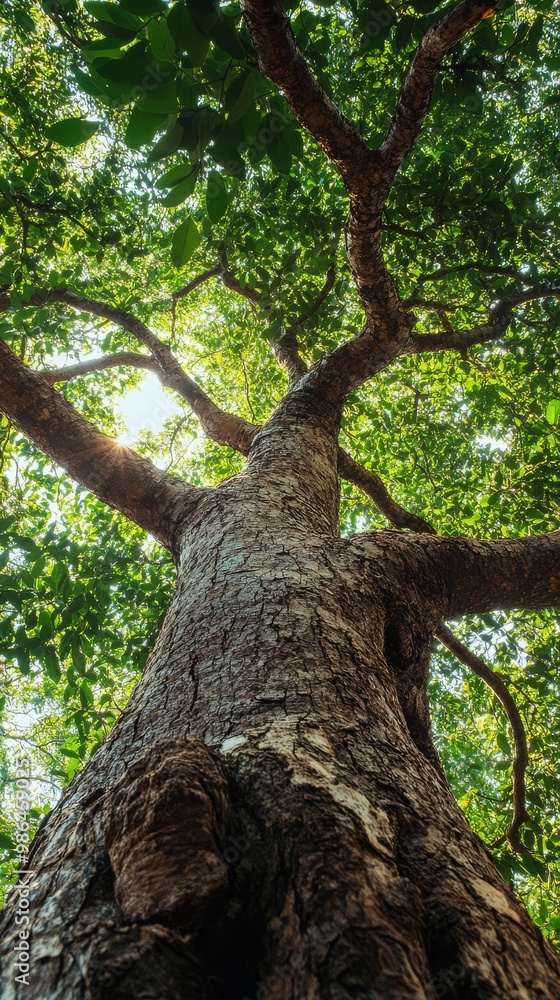 The camphor tree towers high its branches reaching for sunlight amid lush greenery The camphor tree towers high its branches reaching for sunlight amid lush greenery