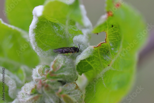 Hoplocampe, Hoplocampa sp., adult hymenopteran sawfly in the family Tenthredinidae on apple buds. photo