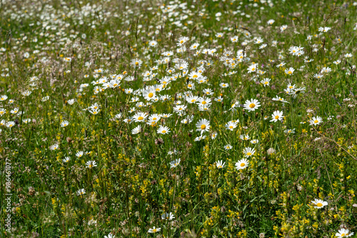 Field of white daisy wildflowers in bloom, taken in Zermatt, Switzerland