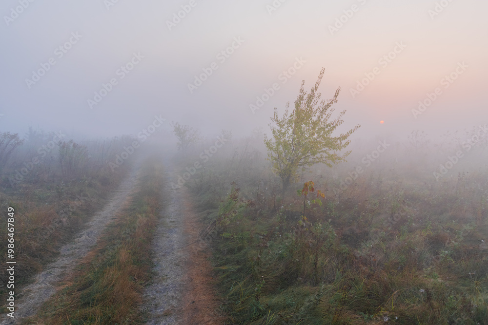 misty morning in the forest misty morning in the forest