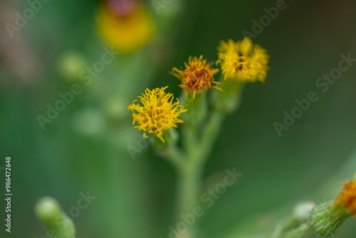 bee on yellow flower