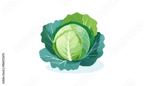 cabbage