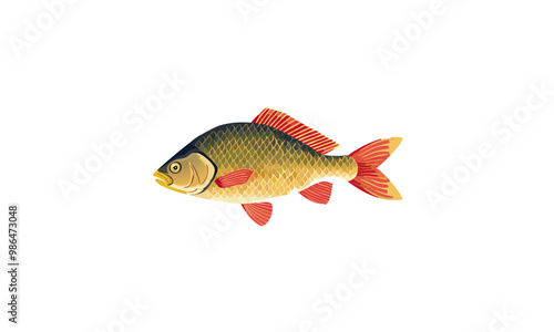 Crucian carp
