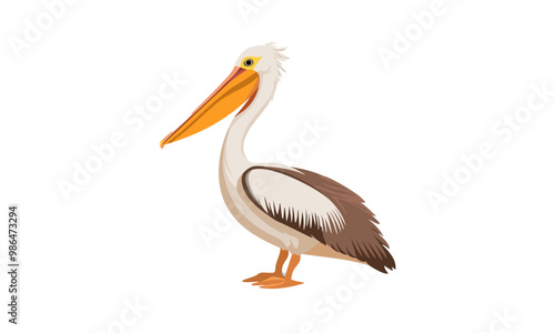 pelican on white background