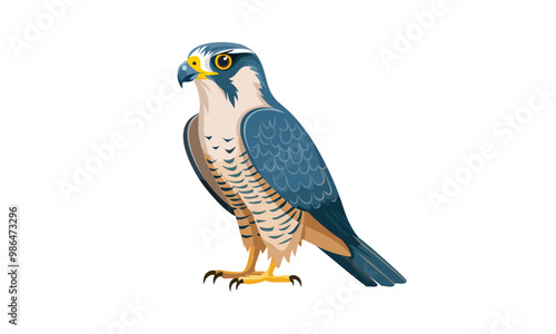 hawk