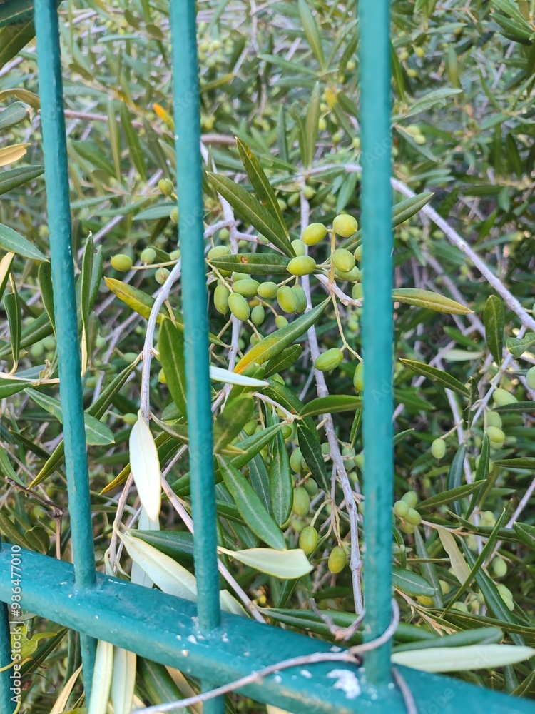 Green Olive Berries are Growing on a Tree, providing a beautiful view of natures bounty Green Olive Berries are Growing on a Tree, providing a beautiful view of natures bounty