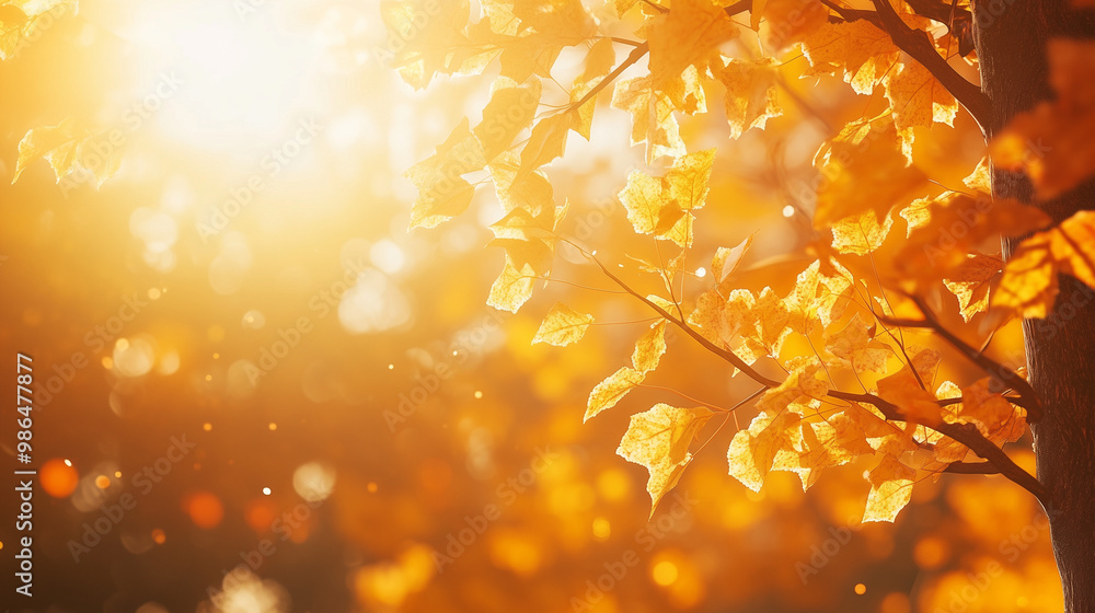Golden autumn leaves glowing in sunlight Golden autumn leaves glowing in sunlight