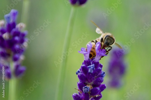 A rare wild bee feeding on a vibrant purple flower, showcasing its delicate wings and detailed interaction with the plant, set against a black background, highlighting the endangered status of the bee