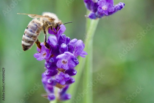 A rare wild bee feeding on a vibrant purple flower, showcasing its delicate wings and detailed interaction with the plant, set against a black background, highlighting the endangered status of the bee