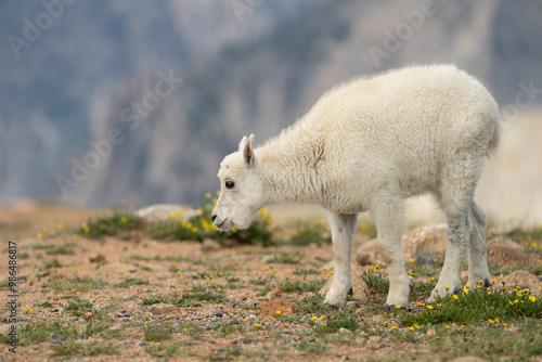 Baby goat smelling flowers