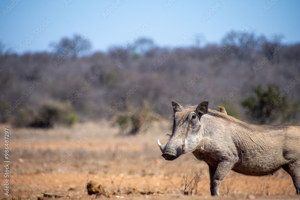 Warthogs Warthogs