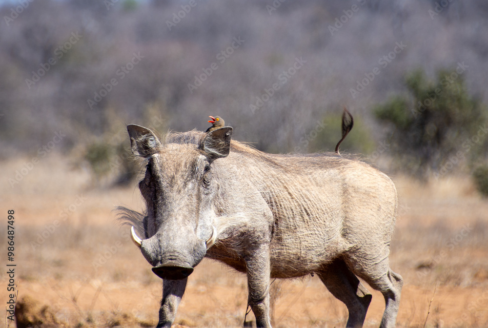 Fototapeta premium Warthogs