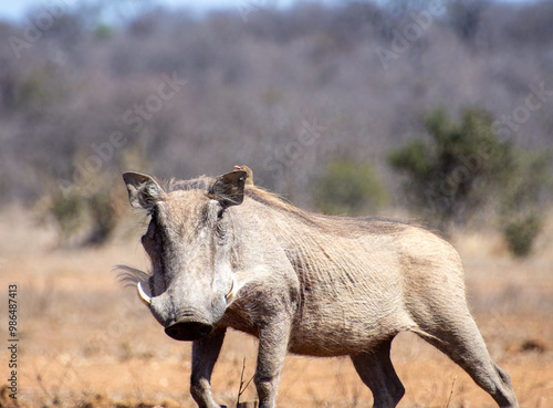 Photography Warthog