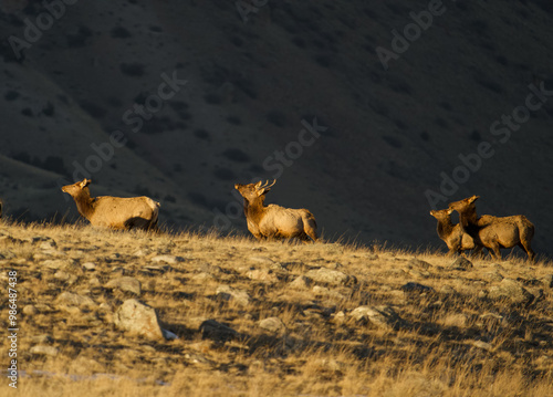 Elk dance photo