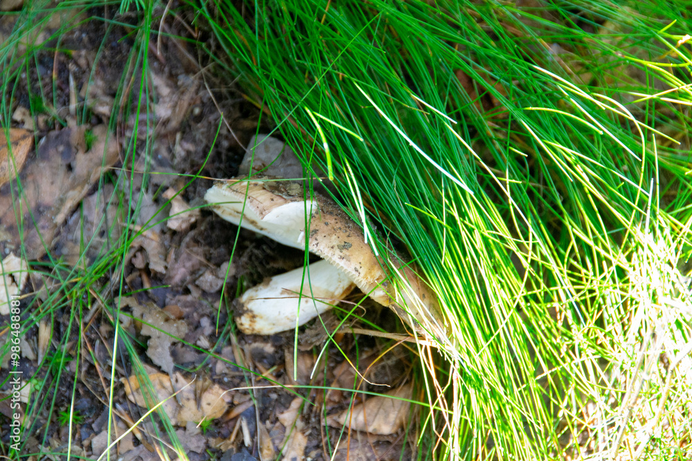 Obraz premium mushroom in a natural background . High quality photomushroom in a natural background . High quality photo. 