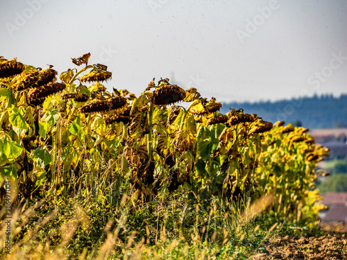 Verwelkte Sonnenblumen auf einem Sonnenblumenfeld im Herbst