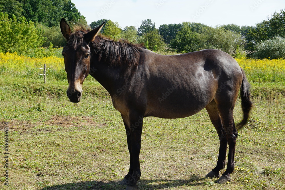 Maultier oder Maulesel mit dunkel braunem Fell steht auf einer grünen Weide auf einem Bauernhof und dreht seinen Kopf Maultier oder Maulesel mit dunkel braunem Fell steht auf einer grünen Weide auf einem Bauernhof und dreht seinen Kopf