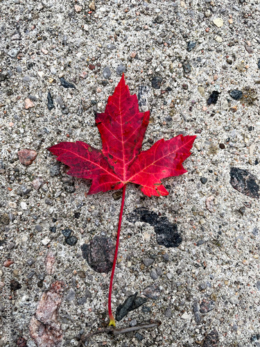 Maple Leaf