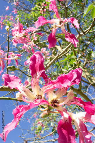 a tree with pink flowers and a blue sky