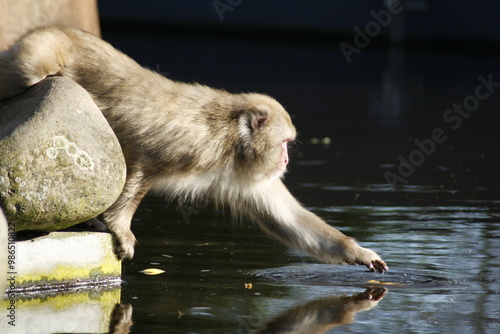 A macaque monkey getting something out of the water