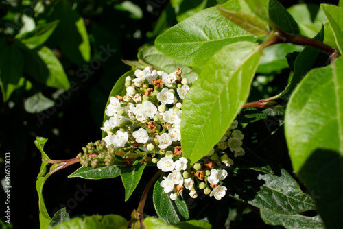 little white flowers bloom between the leaves of a bush