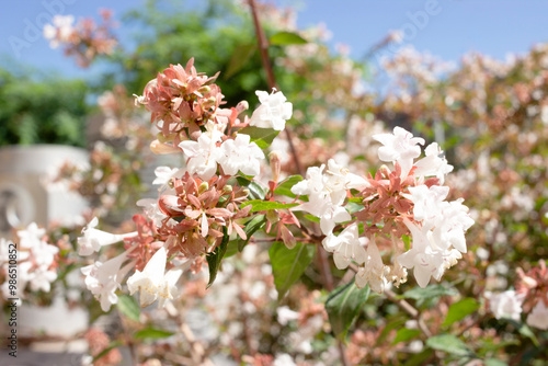 small brown and white flowers in an urban garden