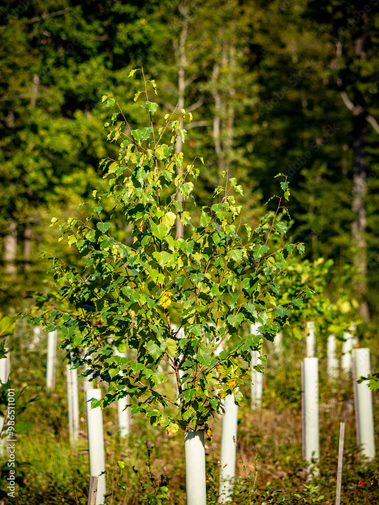 Fototapeta premium Aufforstung im Mischwald durch anpflanzen von jungen Laubbäumen