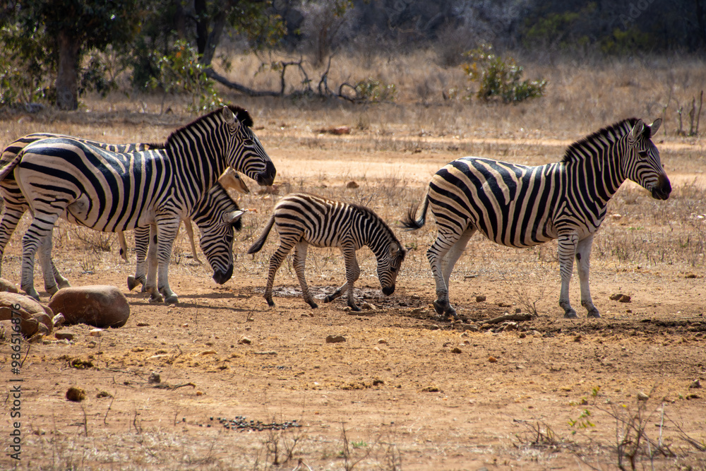 Obraz premium Zebras