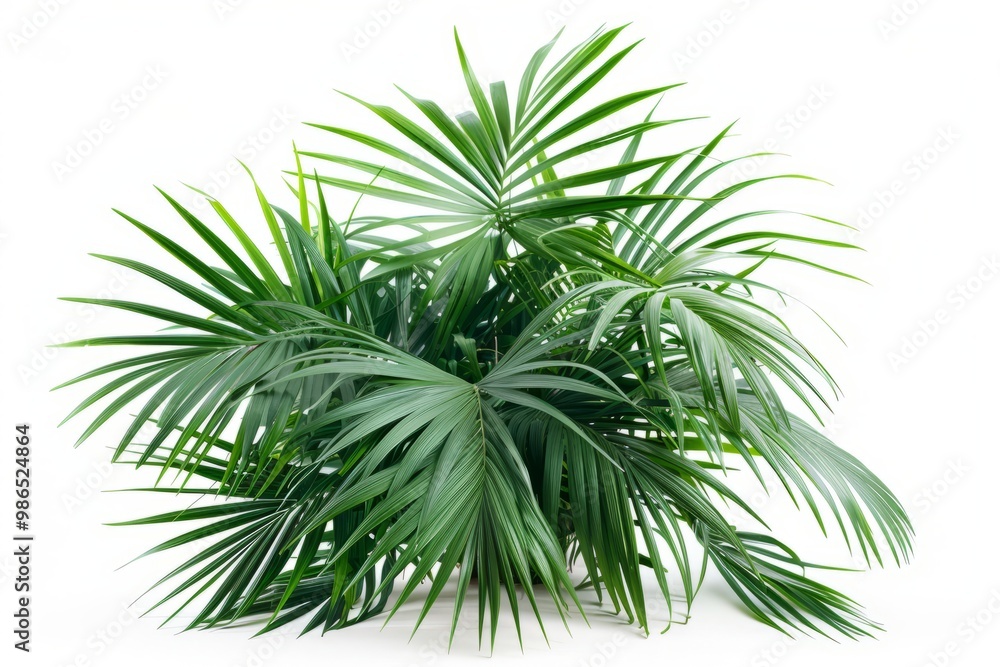 A fresh pindo palm isolated on white A fresh pindo palm isolated on white