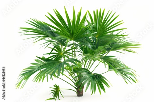 A fresh pindo palm isolated on white