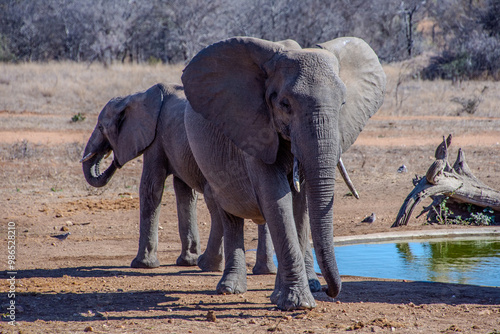 Elephants, Klaserie Reserve, Greater Kruger photo