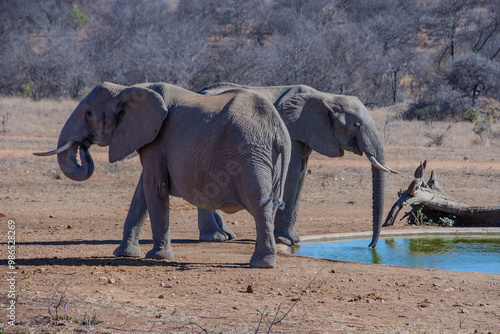 Canvas Print Elephants, Klaserie Reserve, Greater Kruger