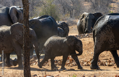 Elephants, Klaserie Reserve, Greater Kruger photo