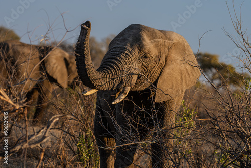 Elephants, Klaserie Reserve, Greater Kruger photo