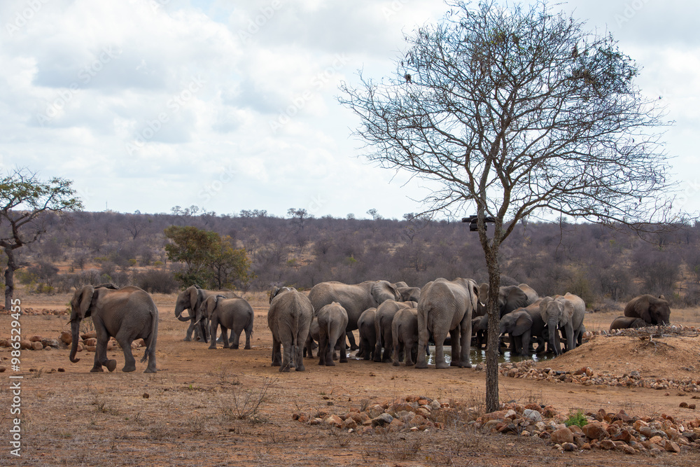 Fototapeta premium Elephants, Klaserie Reserve, Greater Kruger
