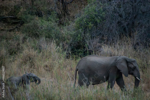 Elephants, Klaserie Reserve, Greater Kruger