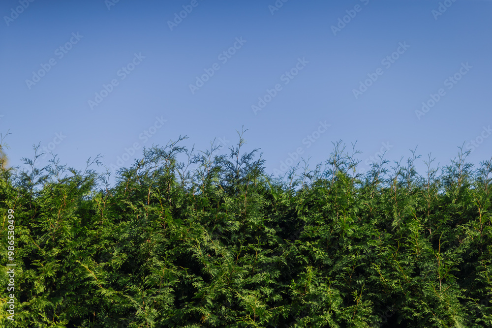 Evergreen hedges in warm sun with blue skies over the background Evergreen hedges in warm sun with blue skies over the background