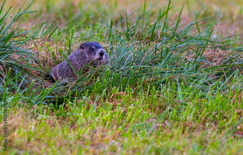 Ground hot next to its burrow checking things out photo