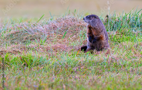 Ground hog standing on its hind legs surveying the field around it photo