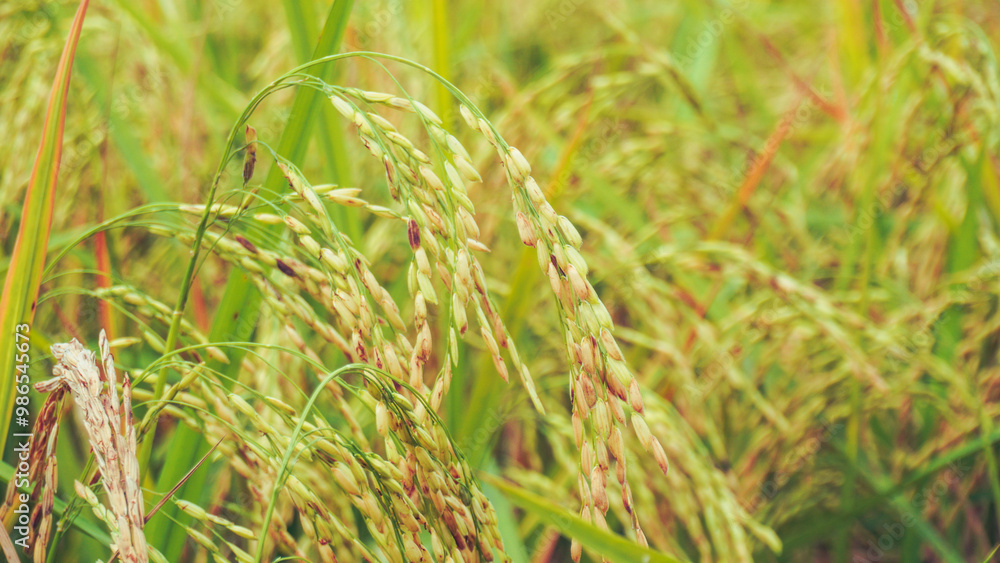 Golden rice fields. Closeup photo of ripe rice. Improved rice. Vast paddy fields in Bengal. The ripe paddy field has a golden color. Golden rice fields. Closeup photo of ripe rice. Improved rice. Vast paddy fields in Bengal. The ripe paddy field has a golden color.