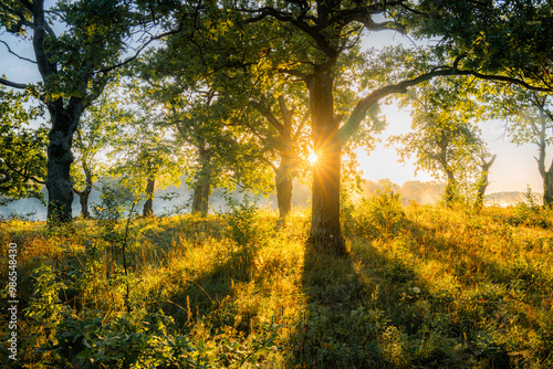 Sunlight Filtering Through Forest Trees