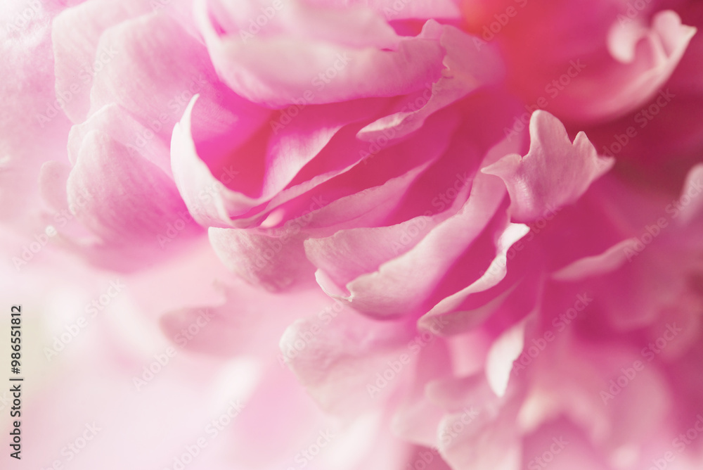 Pink close-up peony flowers in bloom as floral art background, wedding decor and luxury branding design Pink close-up peony flowers in bloom as floral art background, wedding decor and luxury branding design