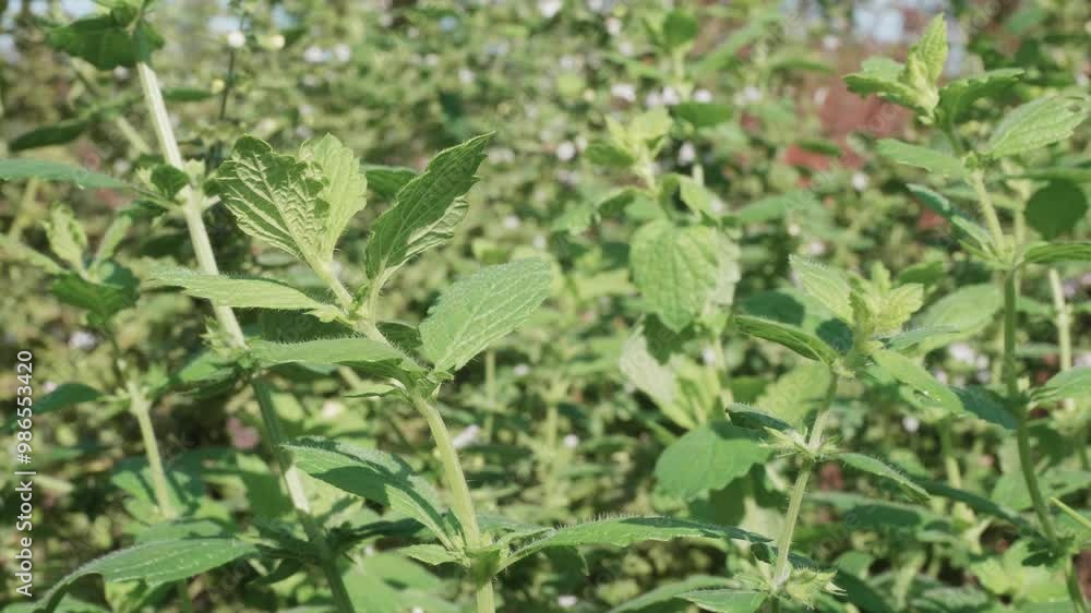 Lemon balm Fresh and Organic Herbs Growing in Stunning Detail Lemon balm Fresh and Organic Herbs Growing in Stunning Detail
