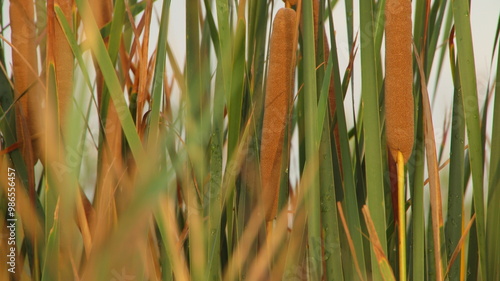 cañiza en el Delta del Ebro, la Ampolla, buen escondite para los patos, fondo escritorio, fondo pantalla, cortina natural