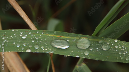 foto tomada justo después de la lluvia, después de la lluvia en el parque natural del delta del Ebro, la Ampolla, fondo escritorio, fondo de pantalla