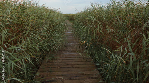 después de la lluvia en el parque del delta del Ebro, la Ampolla, fondo escritorio, fondo de pantalla, pasando por la pasarela en Tarragona, camino de ronda Tarragona