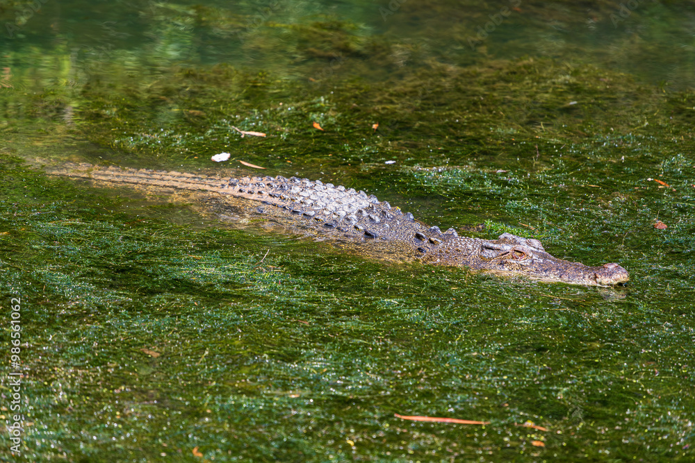 Crocodile in The Far North Queensland, Australia