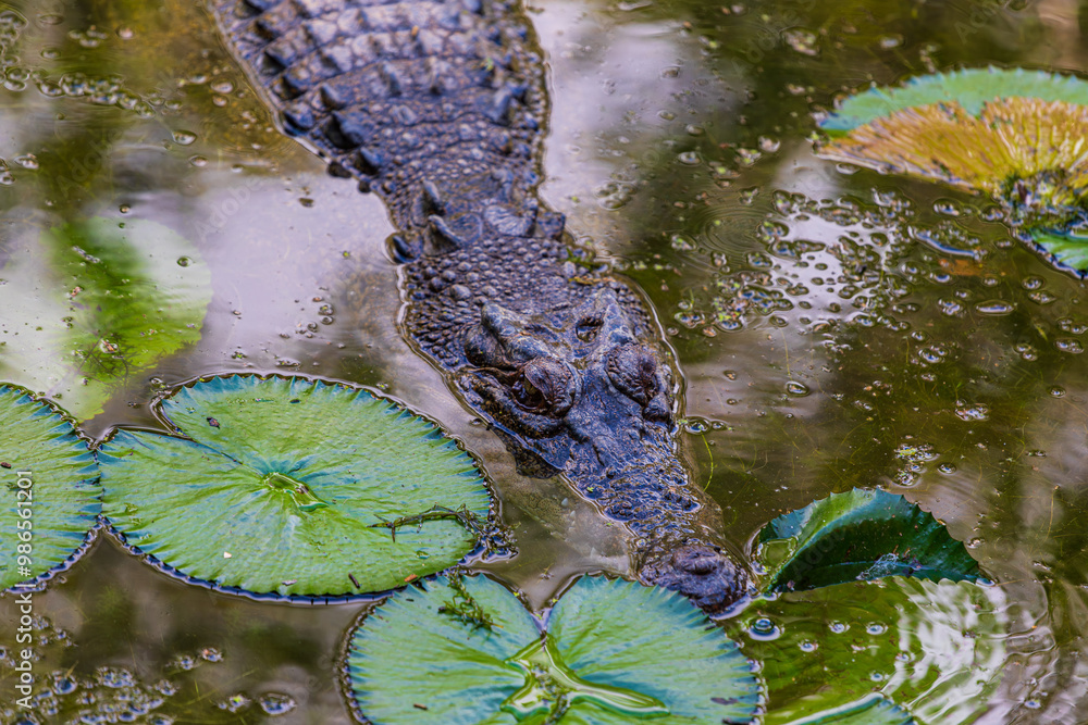 Crocodile in The Far North Queensland, Australia